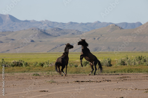 Wild Horse Stallions Fighting in the Utah Desert