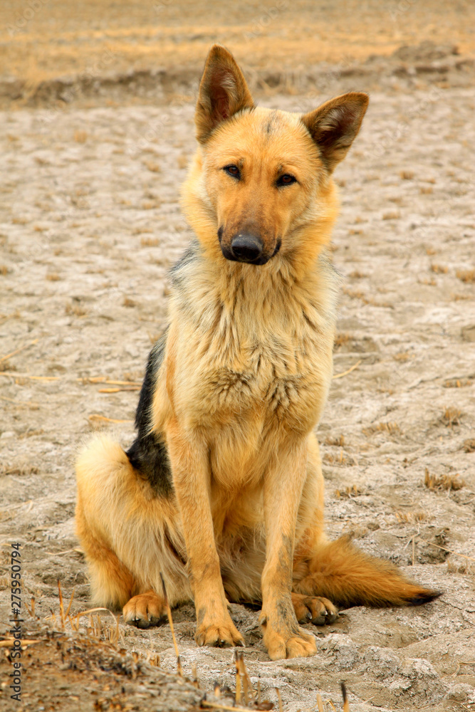 Fototapeta premium Pet dogs in the fields