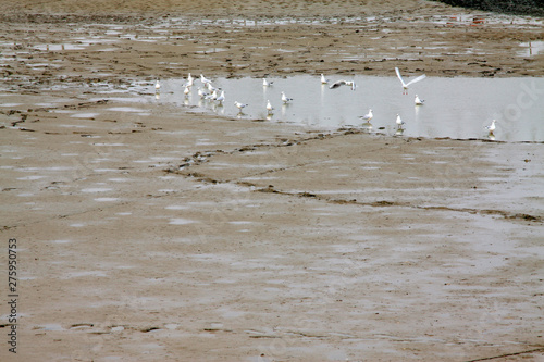 water birds foraging in the pond