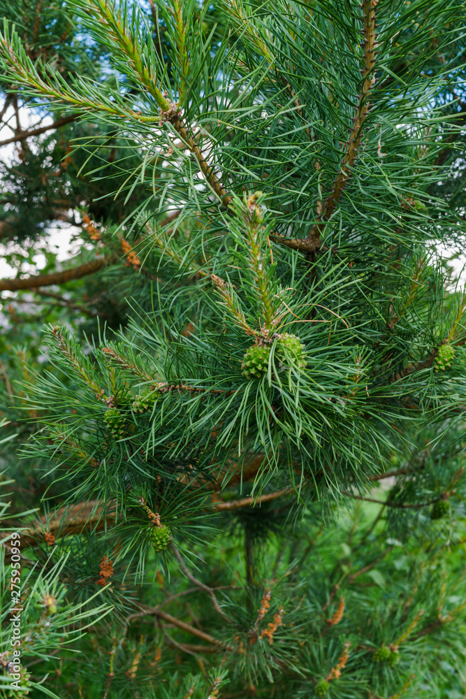 Young green bump on a beautiful pine branch. Young green bump on a beautiful pine branch.