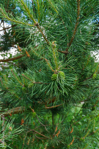 Young green bump on a beautiful pine branch.
