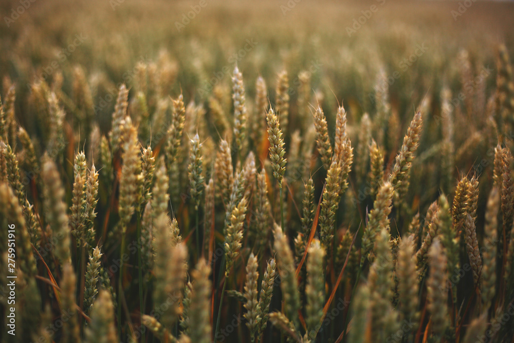 ripe rye in the field ripe rye in the field