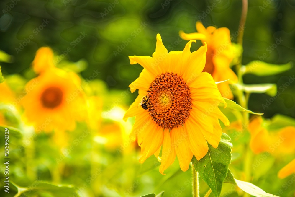 Fototapeta premium My advanture 2