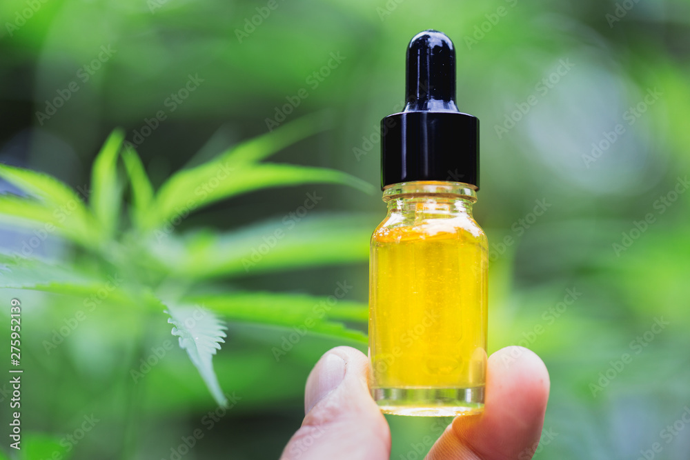 cannabis oil in the doctor's hand hemp leaf, Marijuana medical medicine cannabis oil in the doctor's hand hemp leaf, Marijuana medical medicine