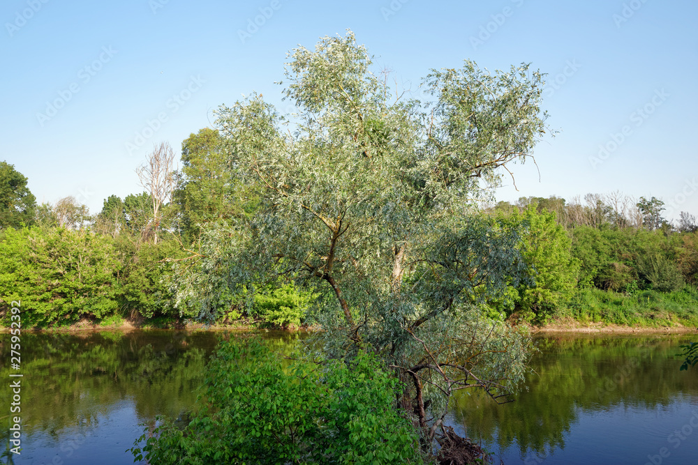 Bird sanctuary on Loire river bank near Beaugency village