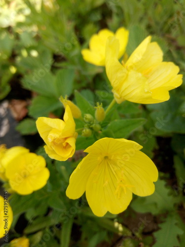 Yellow flowers growing in a bed in summer