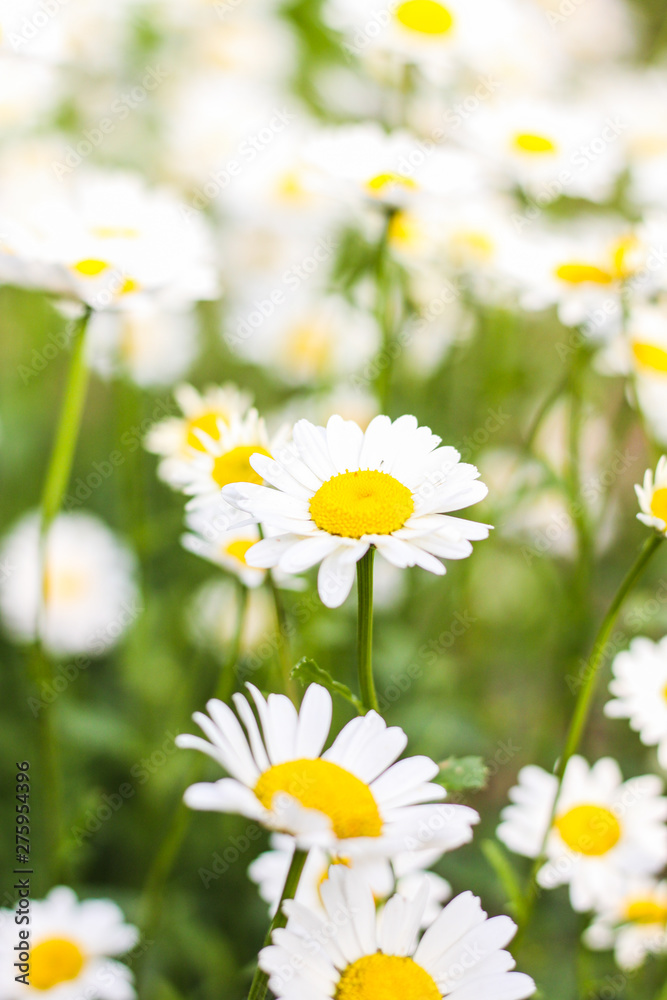Fototapeta premium Field of daisies. First-class flowers. background. Wallpaper. beautiful. Out of focus. flank