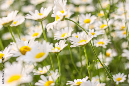 Field of daisies. First-class flowers. background. Wallpaper. beautiful. Out of focus. flank © Евгения Юшина