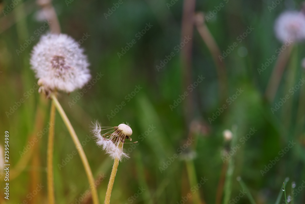 white fluffy dandelion on a background of green grass white fluffy dandelion on a background of green grass