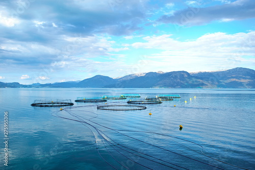 Salmon farm in a fjord between   mountains in Western Norway Hardanger fjord area at summer.