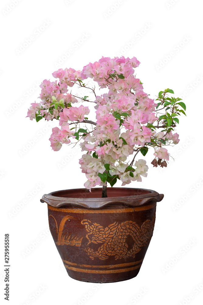 White and Pink Bougainvillea flower in brown pot isolated on white background.
