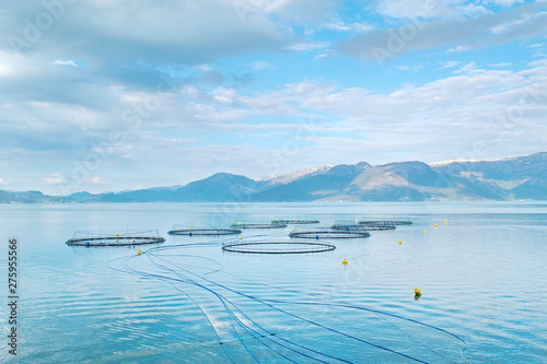 Salmon farm in a fjord between   mountains in Western Norway Hardanger fjord area at summer.