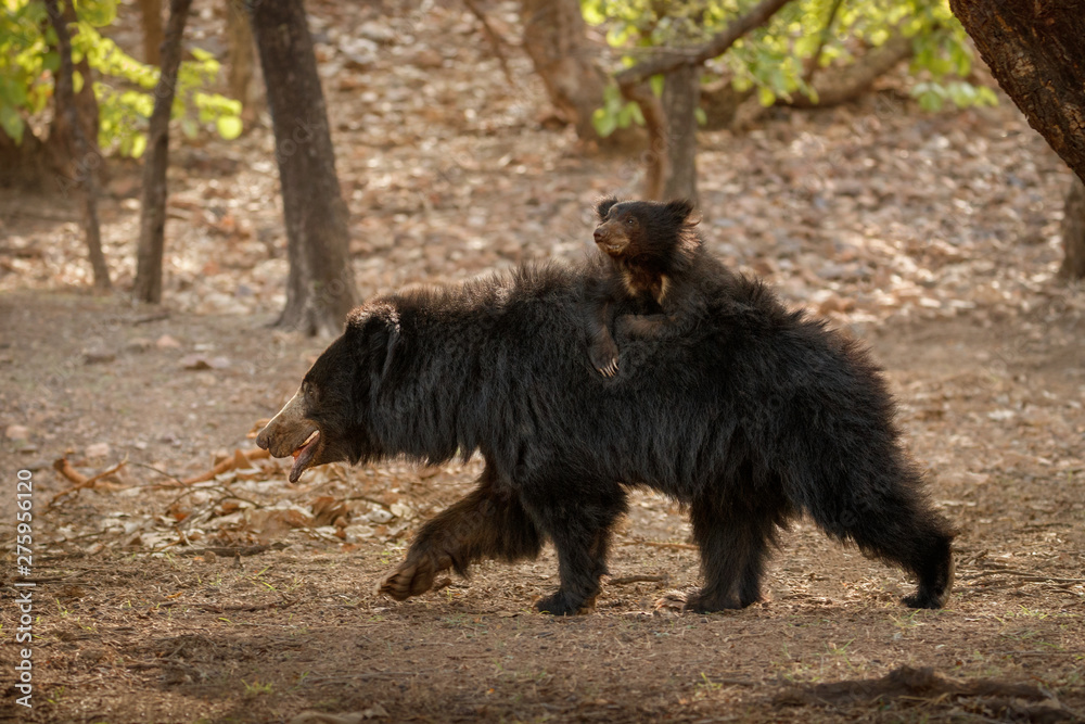 Very rare and shy sloth bear with baby searching for termites. Unique photo of sloth bears family in India. Wild animals in the nature habitat. Wild indian nature.Melursus ursinus. Very rare and shy sloth bear with baby searching for termites. Unique photo of sloth bears family in India. Wild animals in the nature habitat. Wild indian nature.Melursus ursinus.