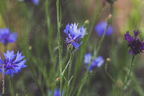Cornflowers. Fresh. Summer flowers field. Beautiful blue flowers. Close up. Out of focus. flank