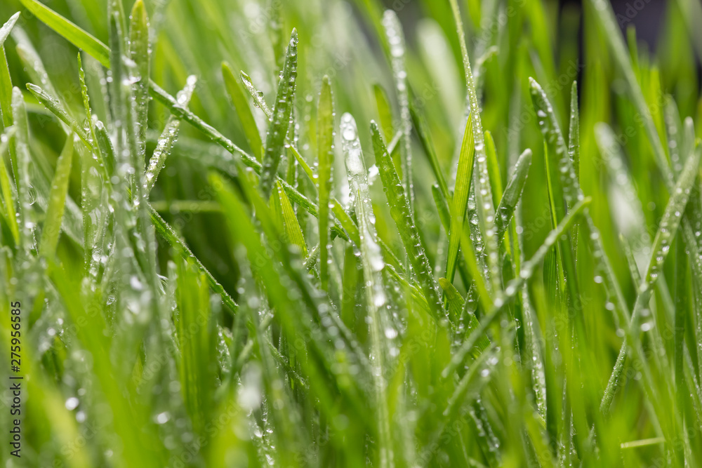 Fresh green grass with dew drops closeup. Nature Background Fresh green grass with dew drops closeup. Nature Background