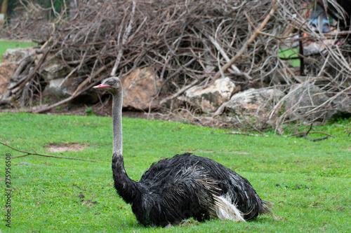 portrait of ostrich sitting on the meadow.