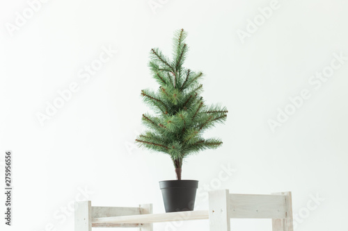 Artificial pine tree in pot on the white shelf.