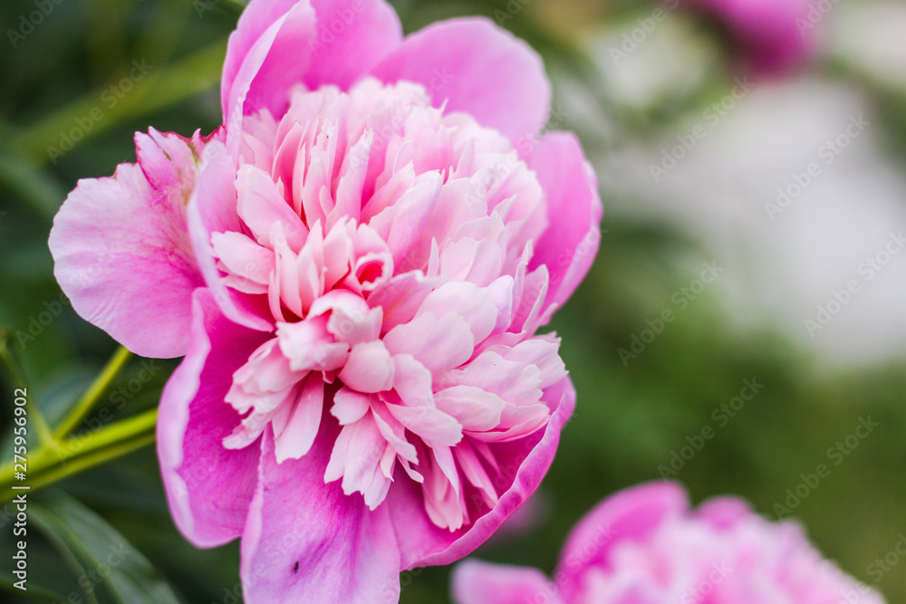Obraz premium Beautiful pink peonies bokeh with greenery garden flowers bouquet closeup. Gentle background. Romance. Wallpaper. Out-of-focus