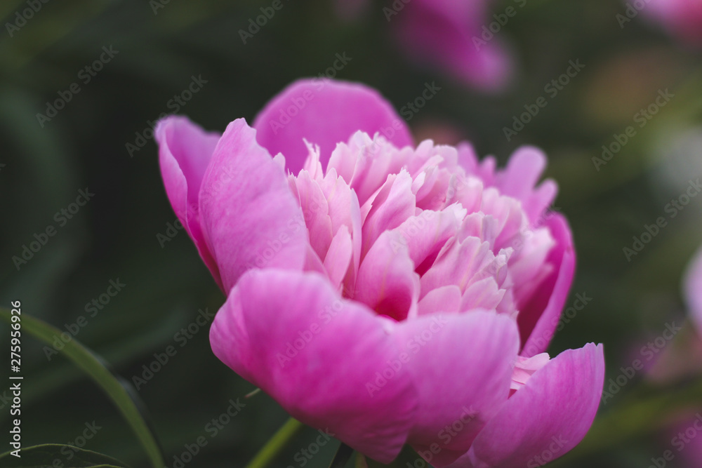 Beautiful pink peonies bokeh with greenery garden flowers bouquet closeup. Gentle background. Romance. Wallpaper. Out-of-focus Beautiful pink peonies bokeh with greenery garden flowers bouquet closeup. Gentle background. Romance. Wallpaper. Out-of-focus