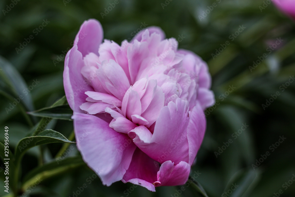 Beautiful pink peonies bokeh with greenery garden flowers bouquet closeup. Gentle background. Romance. Wallpaper. Out-of-focus Beautiful pink peonies bokeh with greenery garden flowers bouquet closeup. Gentle background. Romance. Wallpaper. Out-of-focus