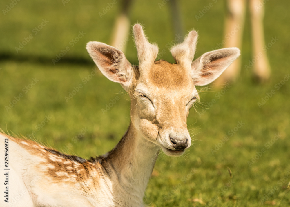 fallow deer