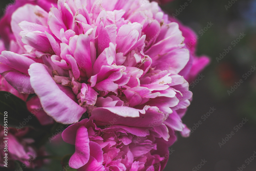 Beautiful pink peonies bokeh with greenery garden flowers bouquet closeup. Gentle background. Romance. Wallpaper. Out-of-focus