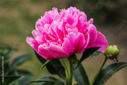 Beautiful pink peonies bokeh with greenery garden flowers bouquet closeup. Gentle background. Romance. Wallpaper. Out-of-focus