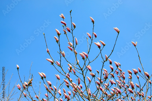 Magnolia denudata in the sky photo