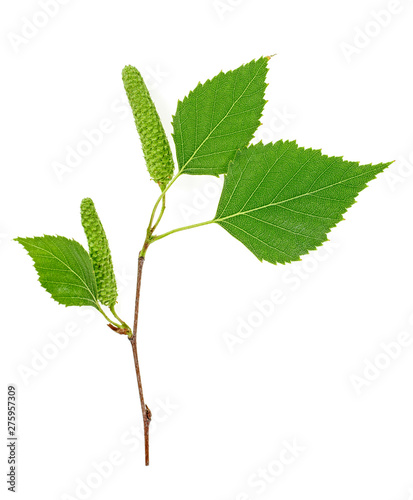 Green birch buds and leaves isolated on white background