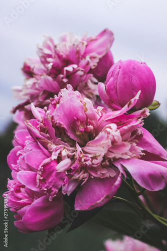 Beautiful pink peonies bokeh with greenery garden flowers bouquet closeup. Gentle background. Romance. Wallpaper. Out-of-focus