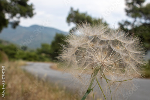 Close-up of Taraxacum islandiciforme plant. White feathers. It has a global structure. The road is in the background.