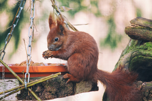 Eichhörnchen beim Essen in der Auffangstation Eckernförde
