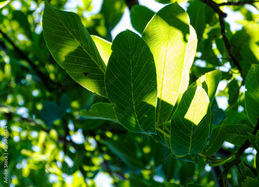 Obraz premium trees, backlighting, bottom to top view