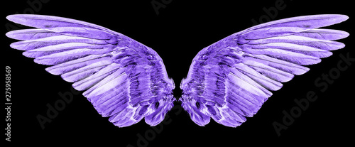 bird wings on a black background