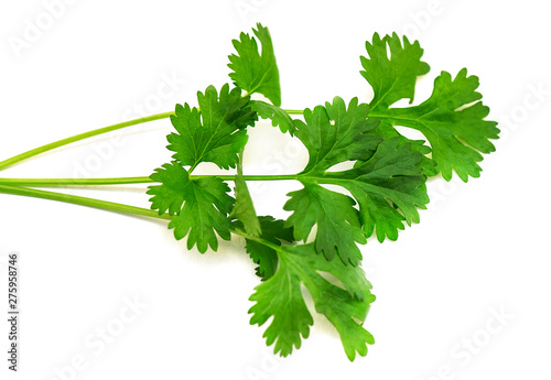 Close-up green branch of Cilantro or Coriander isolated on white Background