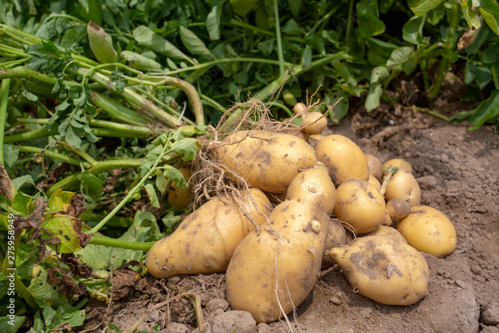Fresh organic potatoes in the field. Agriculture concept photo. Fresh organic potatoes in the field. Agriculture concept photo.
