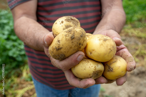 Fresh organic potatoes in the field. Agriculture concept photo.