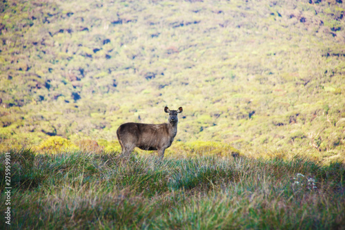 Deer in Hortan Plains