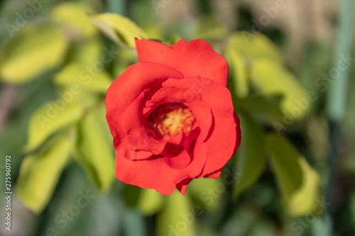 Beautiful red floribunda rose closeup, red rose petals close-up view - Image
