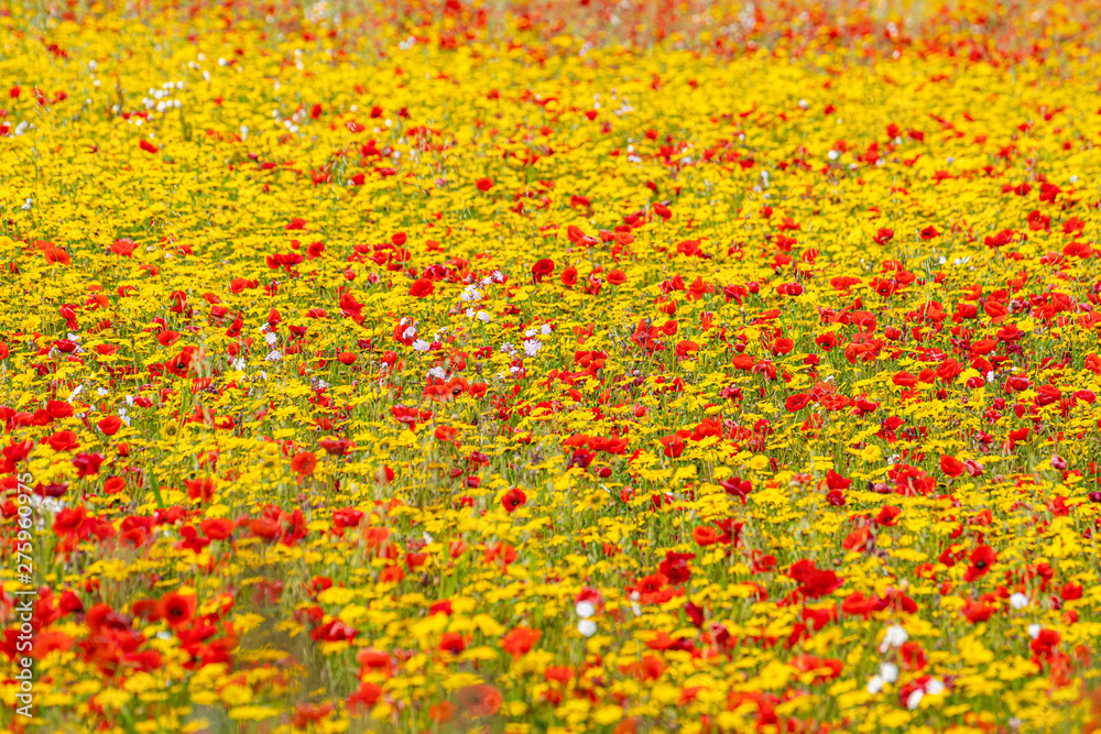 A field of yellow corn marigolds and poppies