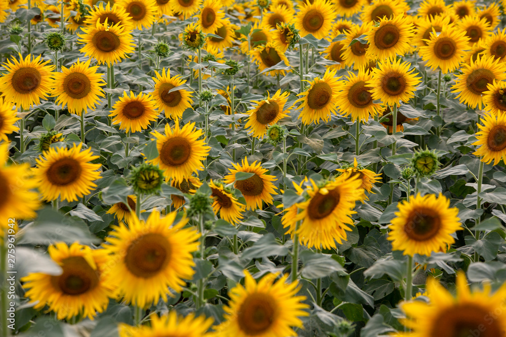A beautiful sunflower field. Agriculture concept photo. A beautiful sunflower field. Agriculture concept photo.