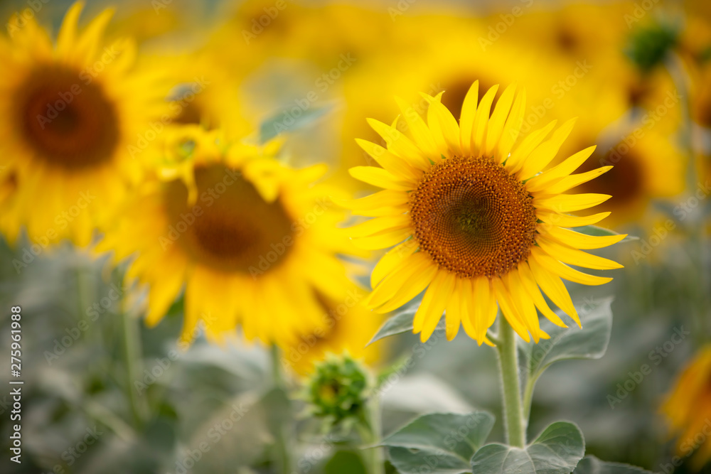 A beautiful sunflower field. Agriculture concept photo.