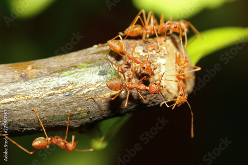 group red ant on stick tree in nature at forest thailand © pumppump