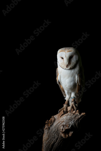 Stunning portrait of Snowy Owl Bubo Scandiacus in studio setting isolated on black background with dramatic lighting