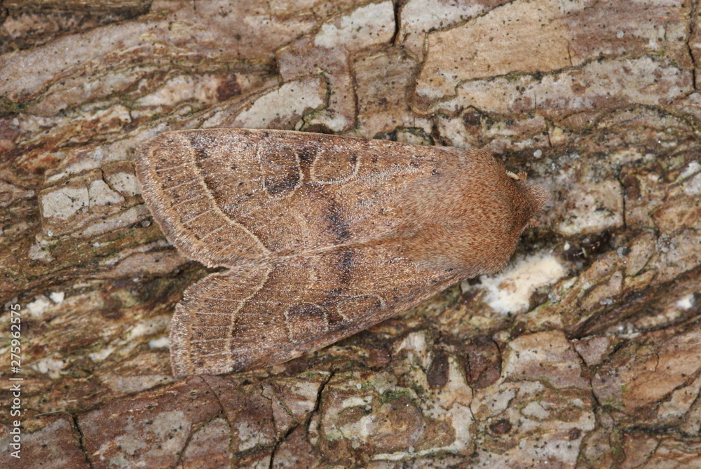 Obraz premium Orthosia cerasi (FABRICIUS, 1775) Rundflügel-Kätzcheneule 13.03.2011 DE, NRW, Leverkusen