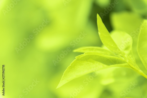 Close up green leaves of view texture green nature blurred background in park  garden or forest. Use to write or copy in empty space on green nature background.