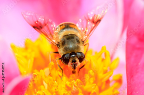 hoverfly on the yellow flowers