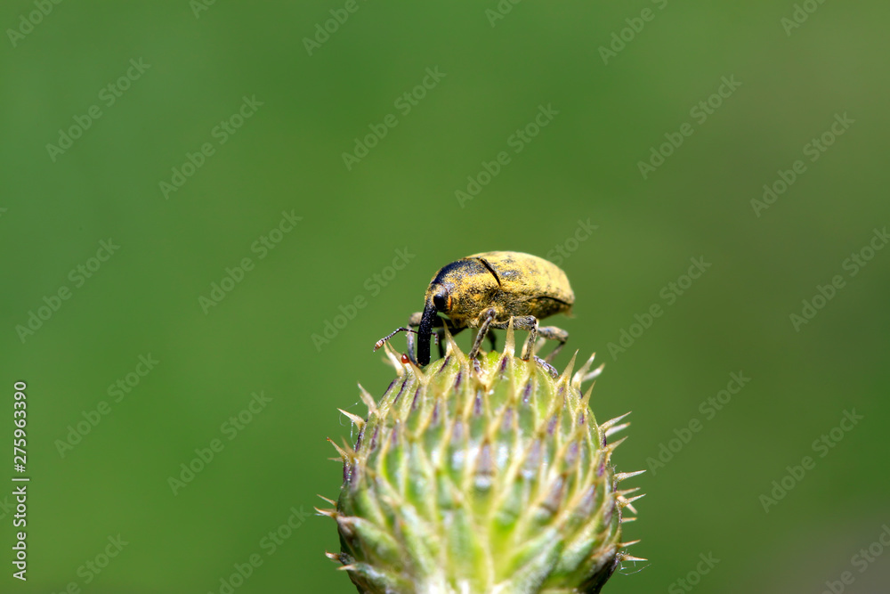 weevil on plant