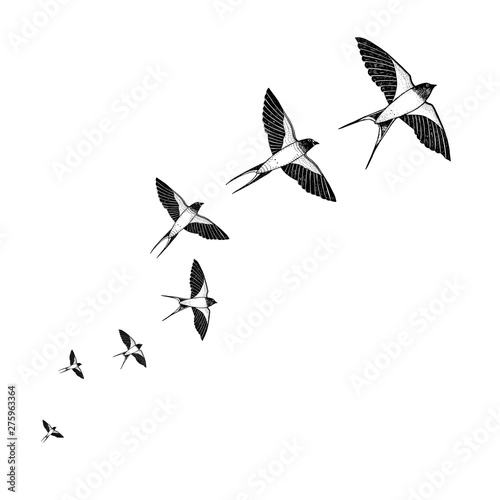 Flock of swallows takes off