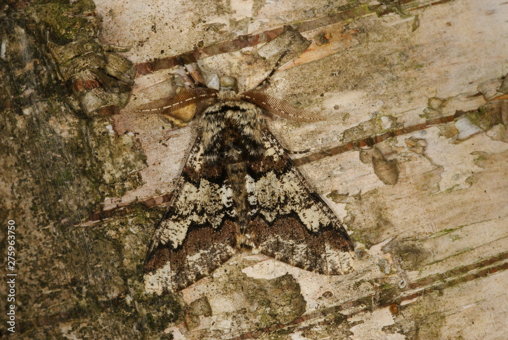 Biston strataria (HUFNAGEL, 1767) Pappel-Dickleibspanner 25.03.2011 DE, NRW, Hildener Heide Biston strataria (HUFNAGEL, 1767) Pappel-Dickleibspanner 25.03.2011 DE, NRW, Hildener Heide